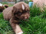 7 chiots Berger Australien LOF à vendre