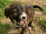 Bee, chiot femelle à adopter en association