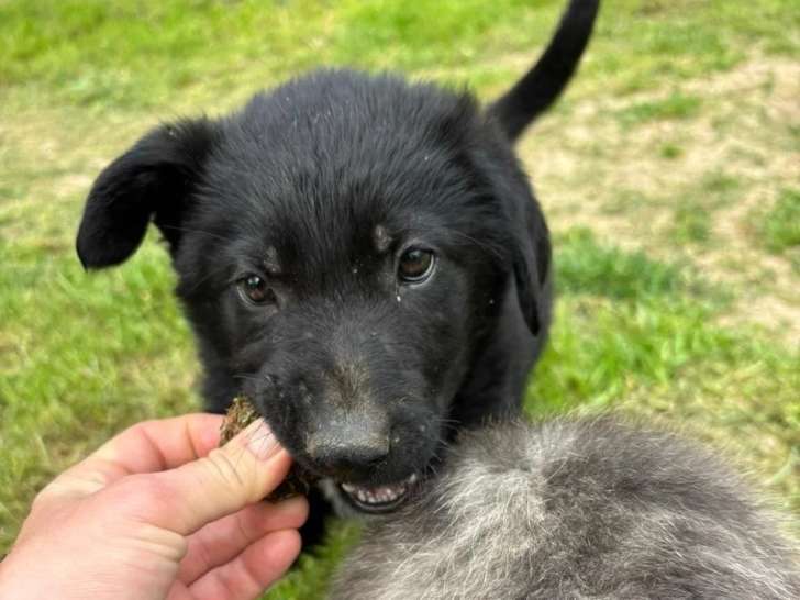 Vino, chiot à adopter en association
