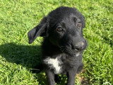 Vino, chiot à adopter en association