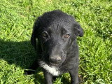 Vino, chiot à adopter en association