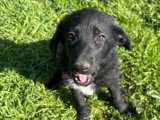 Vino, chiot à adopter en association
