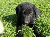 Vino, chiot à adopter en association