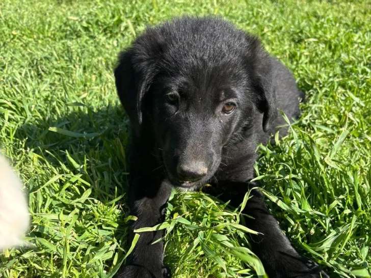 Vino, chiot à adopter en association