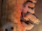 Portée de 7 chiots Golden Retriever non LOF nés en avril 2026 à vendre