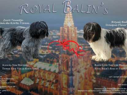 Chiots Schapendoes Néerlandais LOF à vendre