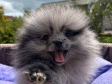 Chiot Spitz Nain Pomeranian mâle silver merle tan non LOF en vente