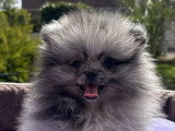 Chiot Spitz Nain Pomeranian mâle silver merle tan non LOF en vente