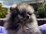 Chiot Spitz Nain Pomeranian mâle silver merle tan non LOF en vente