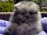 Chiot Spitz Nain Pomeranian mâle silver merle tan non LOF en vente