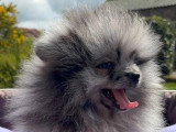 Chiot Spitz Nain Pomeranian mâle silver merle tan non LOF en vente