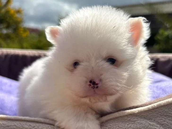 Chiot femelle Spitz Nain Pomeranian blanche non LOF à réserver