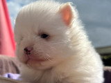 Chiot femelle Spitz Nain Pomeranian blanche non LOF à réserver
