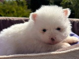Chiot femelle Spitz Nain Pomeranian blanche non LOF à réserver
