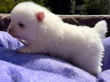Chiot femelle Spitz Nain Pomeranian blanche non LOF à réserver