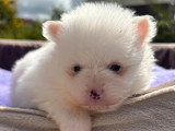 Chiot femelle Spitz Nain Pomeranian blanche non LOF à réserver