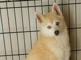 Chiot femelle Pomsky yeux bleus non LOF de novembre 2025 à vendre