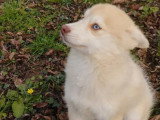 Chiot femelle Pomsky yeux bleus non LOF de novembre 2025 à vendre