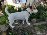 Cherche mâle Jack Russel pour saillie