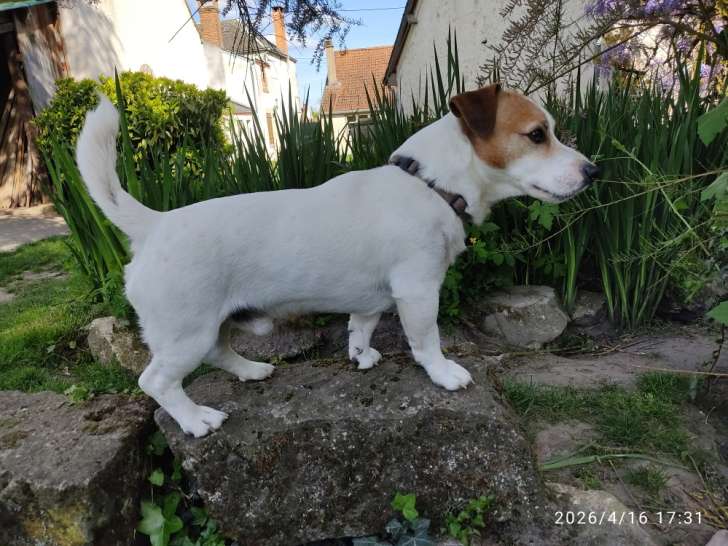 Cherche petite amie Jack Russell