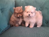 Chiot Spitz Nain Poméranien mâle crème non LOF à vendre