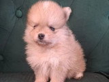 Chiot Spitz Nain Poméranien mâle crème non LOF à vendre