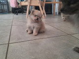 Chiot Spitz Nain Poméranien mâle crème non LOF à vendre
