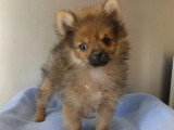 4 chiots Spitz Nain mâles à vendre non LOF nés en février 2026