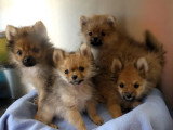 4 chiots Spitz Nain mâles à vendre non LOF nés en février 2026