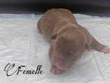 Portée American Bully non LOF 10 chiots nés en avril 2026 à réserver