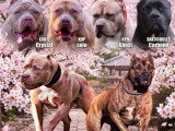 Portée American Bully non LOF 10 chiots nés en avril 2026 à réserver