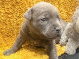 2 chiots mâles Staffordshire Bull Terrier bleus LOF à vendre