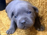 2 chiots mâles Staffordshire Bull Terrier bleus LOF à vendre