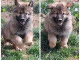 Deux chiots Berger Allemand Ancien Type non LOF nés en février 2026 en vente