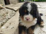 4 chiots Bouvier Bernois LOF mâles à vendre
