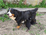 4 chiots Bouvier Bernois LOF mâles à vendre