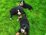3 chiots Bouvier Bernois LOF mâles Prêt à partir
