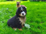 3 chiots Bouvier Bernois LOF mâles Prêt à partir