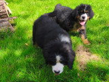 3 chiots Bouvier Bernois LOF mâles Prêt à partir