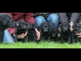 Chiots Curly Coated Retriever à naître en mai 2026