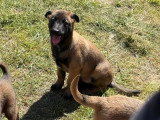 Chiots Berger Belge Malinois à vendre (5 femelles & 4 mâles)