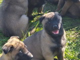 Chiots Berger Belge Malinois à vendre (5 femelles & 4 mâles)