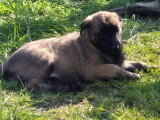 Chiots Berger Belge Malinois à vendre (5 femelles & 4 mâles)