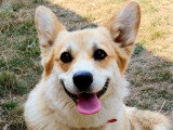 Cherche mâle Corgi LOF pour saillie
