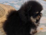 Chiot femelle Spitz Pomeranien black and tan non LOF de février 2026 à vendre