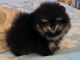 Chiot femelle Spitz Pomeranien black and tan non LOF de février 2026 à vendre