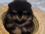 Chiot femelle Spitz Pomeranien black and tan non LOF de février 2026 à vendre