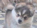 3 chiots Pomsky F3 non LOF à réserver, nés en mars 2026