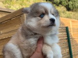 3 chiots Pomsky F3 non LOF à réserver, nés en mars 2026