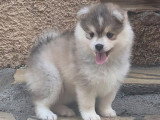 3 chiots Pomsky F3 non LOF à réserver, nés en mars 2026